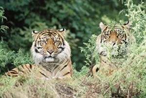Sumatran Tiger - Endangered
