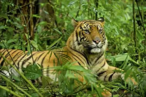 South East Asia Prints: Sumatran Tiger - lying in rainforest - Indonesia Taman safari