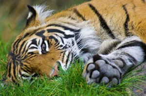 Images Dated 13th October 2008: Sumatran Tiger (Panthera tigris)