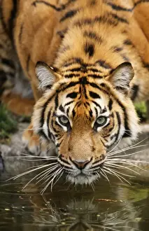 Tigers Prints: Sumatran Tiger - Portrait