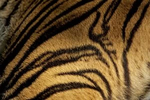 Images Dated 20th February 2010: Sumatran Tiger - skin pattern