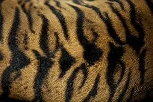 Images Dated 20th February 2010: Sumatran Tiger - skin pattern on back Indonesia