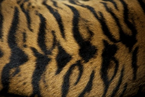 Images Dated 20th February 2010: Sumatran Tiger - skin pattern on back Indonesia