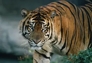 Power Prints: Sumatran Tiger - Tropical Forest - Island of Sumatra