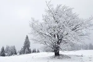 Czech Republic Prints: Šumava region in the Czech Republic