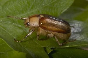 Images Dated 6th May 2005: Summer Chafer Beetle