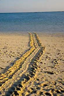 Every summer, female green sea turtles (Chelonia mydas) return to their natal beach to lay eggs. During the laying months, the beach is covered in the distinctive tracks of turtles coming and going