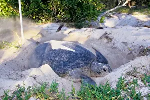 Every summer, female green sea turtles (Chelonia mydas) return to their natal beach to lay eggs. Because of numerous pressures from human activities, sea turtle species around the world are threatened