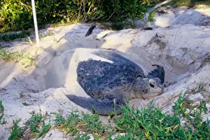 Every summer, female green sea turtles (Chelonia mydas) return to their natal beach to lay eggs. Because of numerous pressures from human activities, sea turtle species around the world are threatened