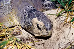 Every summer, female green sea turtles (Chelonia mydas) return to their natal beach to lay eggs. Because of numerous pressures from human activities, sea turtle species around the world are threatened