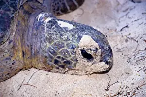 Every summer, female green sea turtles (Chelonia mydas) return to their natal beach to lay eggs. Because of numerous pressures from human activities, sea turtle species around the world are threatened