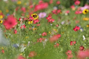Images Dated 26th August 2007: Summer flower mix - colourful summer flower mix of scarlet flax, tagetes