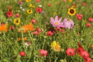 Summer flower mix - colourful summer flower mix of cosmea, scarlet flax, marigold and tagetes