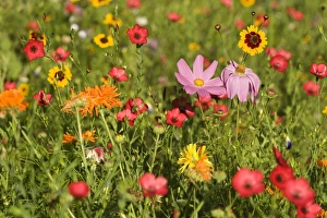 Images Dated 25th August 2007: Summer flower mix - colourful summer flower mix of cosmea, scarlet flax