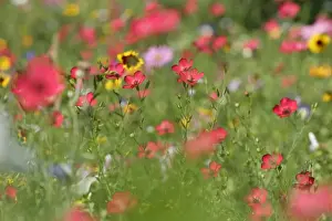 Landscapes Prints: Summer flower mix - colourful summer flower mix of scarlet flax