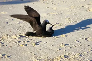 Every summer, Heron Island explodes with populations of breeding sea birds. The most common species is the black noddy (Anous minutus) seen here mating. Heron Island, Great Barrier Reef, Queensland, Australia