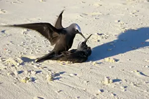 Every summer, Heron Island explodes with populations of breeding sea birds. The most common species is the black noddy (Anous minutus) seen here mating. Heron Island, Great Barrier Reef, Queensland, Australia