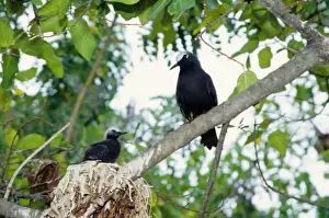 Every summer, Heron Island explodes with populations of breeding sea birds. The most common species is the black noddy (Anous minutus) seen here with a chick. Heron Island, Great Barrier Reef, Queensland, Australia