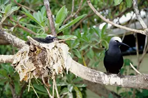 Every summer, Heron Island explodes with populations of breeding sea birds. The most common species is the black noddy (Anous minutus) seen here with a chick. Heron Island, Great Barrier Reef, Queensland, Australia
