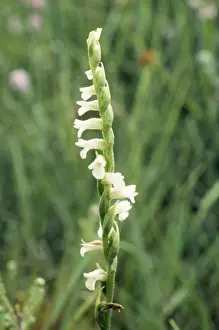 Summer Ladies Tresses Orchid ROG 4719 © Bob Gibbons / ardea. com