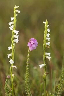 Images Dated 1st August 2007: Summer Ladies Tresses - recently extinct in UK. With Cross-leaved Heath (Erica tetralix)
