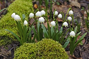 Images Dated 8th March 2007: Summer Snowflake - flowering in deciduous woodland, Hessen, Germany