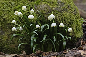 Images Dated 8th March 2007: Summer Snowflake - flowering in deciduous woodland, Hessen, Germany