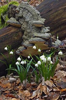 Images Dated 8th March 2007: Summer Snowflake - flowering in deciduous woodland, Hessen, Germany