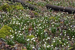 Images Dated 8th March 2007: Summer Snowflake - flowering in deciduous woodland, Hessen, Germany