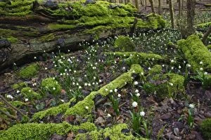 Images Dated 8th March 2007: Summer Snowflake - flowering in deciduous woodland, Hessen, Germany