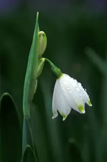 Bogs Prints: Summer Snowflake - March Kent garden. UK