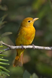 Larry Gallery: Summer Tanager (Piranga rubra) female perched