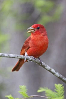 Insectivore Gallery: Summer Tanager (Piranga rubra) male on perch
