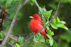 Larry Gallery: Summer Tanager (Piranga rubra) perched