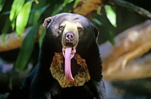 Sun bear - showing long tongue Sun bear - showing long tongue