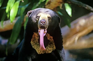 Images Dated 8th October 2007: Sun bear - showing long tongue. Such a tongue may be advantageous in its diet of honey