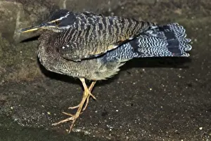 Sun Bittern- tropical forests C &s America