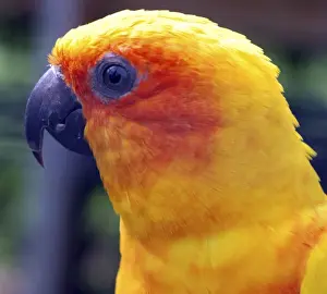 Sun Conure - coastal forests of northern South America