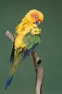Preening Prints: Sun Conure - preening Distribution: The Guianas