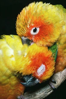 Feather Collection: Sun Conures - preening South America
