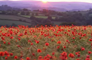Evening Prints: Sun on Dartmoor Devon horizon illuminates rolling landscape of fields