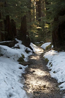 Sun lit trail, Olympic National Park, Washington