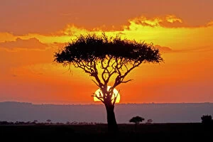 Tranquillity Collection: Sun setting behind umbrella Acacia tree Maasai Mara North Reserve Kenya