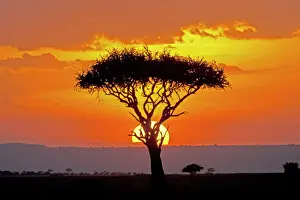 Sun setting behind umbrella Acacia tree Maasai Mara North Reserve Kenya
