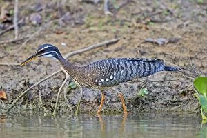 Images Dated 16th October 2014: Sunbittern Pantanal area Mato Grosso Brazil South America
