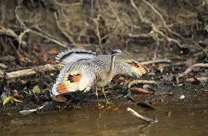 Sunbitterns Prints: Sunbittern Tropical Central & South America