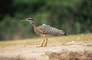 Images Dated 3rd December 2004: Sunbittern Tropical Central & South America