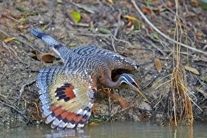 Images Dated 16th October 2014: Sunbittern with wings fully spread showing bright