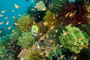 Butterflyfish Prints: Sunburst Butterflyfish - with Fairy basslets (Anthias sp)