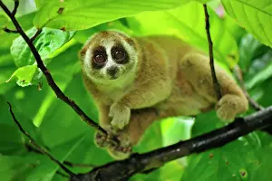 Sunda Slow Loris - Gunung Leuser National Park - Northern Sumatra - Indonesia